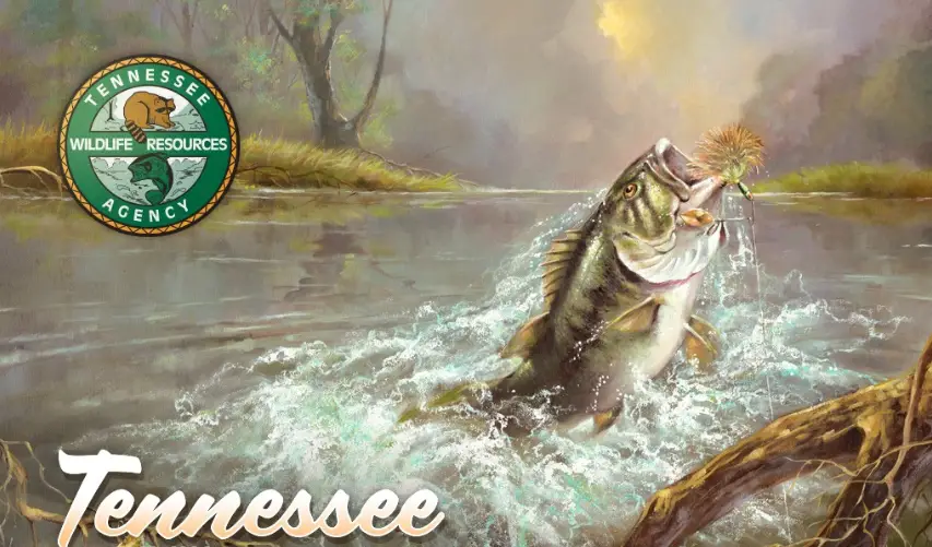 Tennessee fishing license﻿