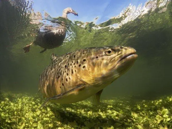 A large Rainbow Trout swimming in the clear waters of the Great Lakes.