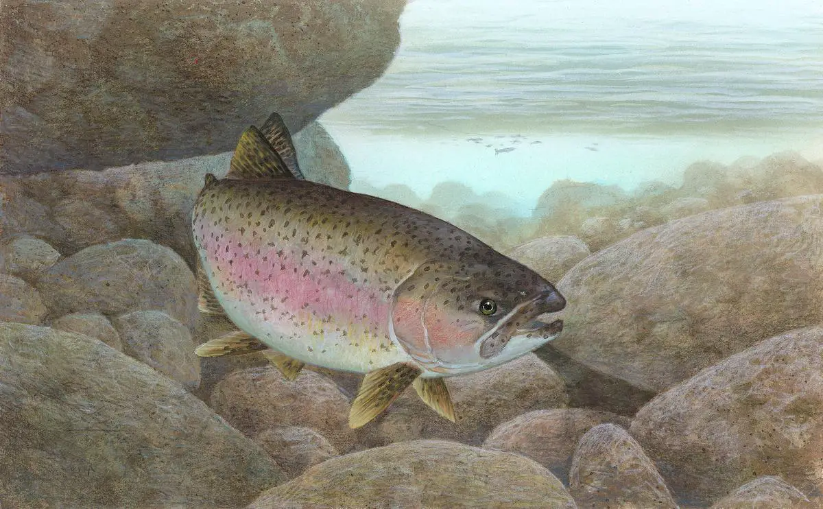 An underwater view of a trout hiding near stream structures like boulders, logs, and undercut banks.